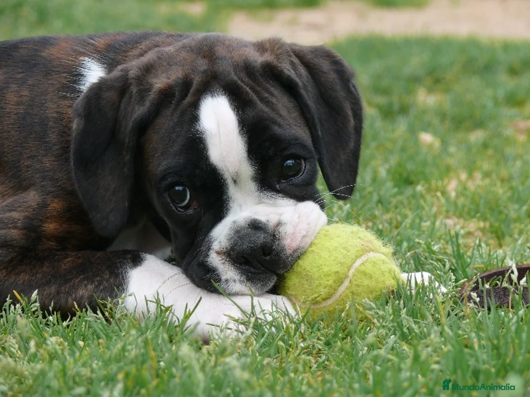 Imagen de galería {{count}}