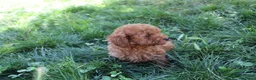 Caniche Toy perros en venta: Caniche Toy rojo  - Anuncio 18