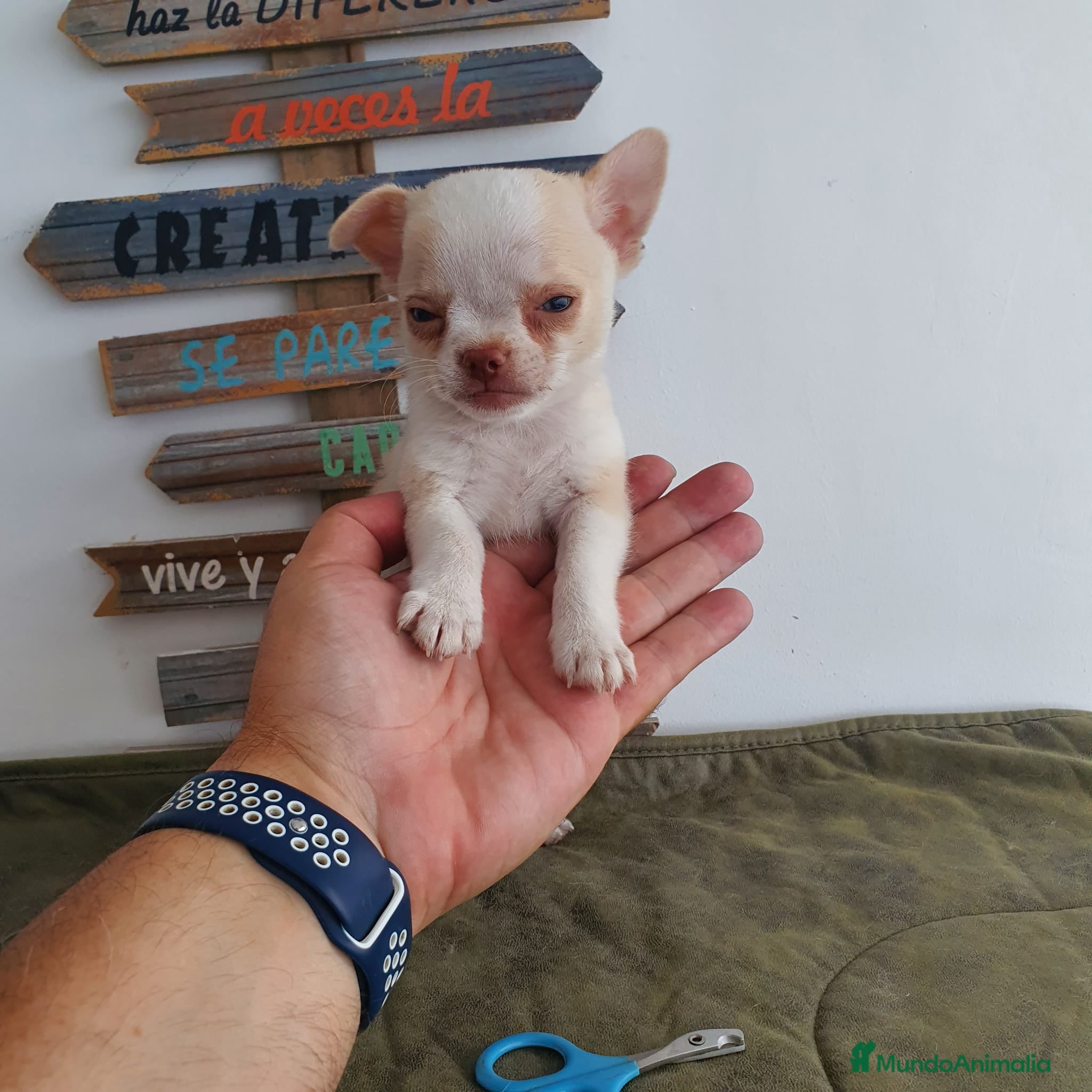 Chihuahua perros Chihuahua miniatura  - Anuncio 2