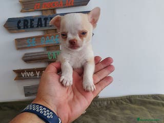 Chihuahua perros Chihuahua miniatura - Anuncio 1