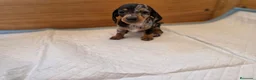Teckel Miniatura perros en venta: TECKEL KANNINCHEN TRICOLOR - Anuncio 2