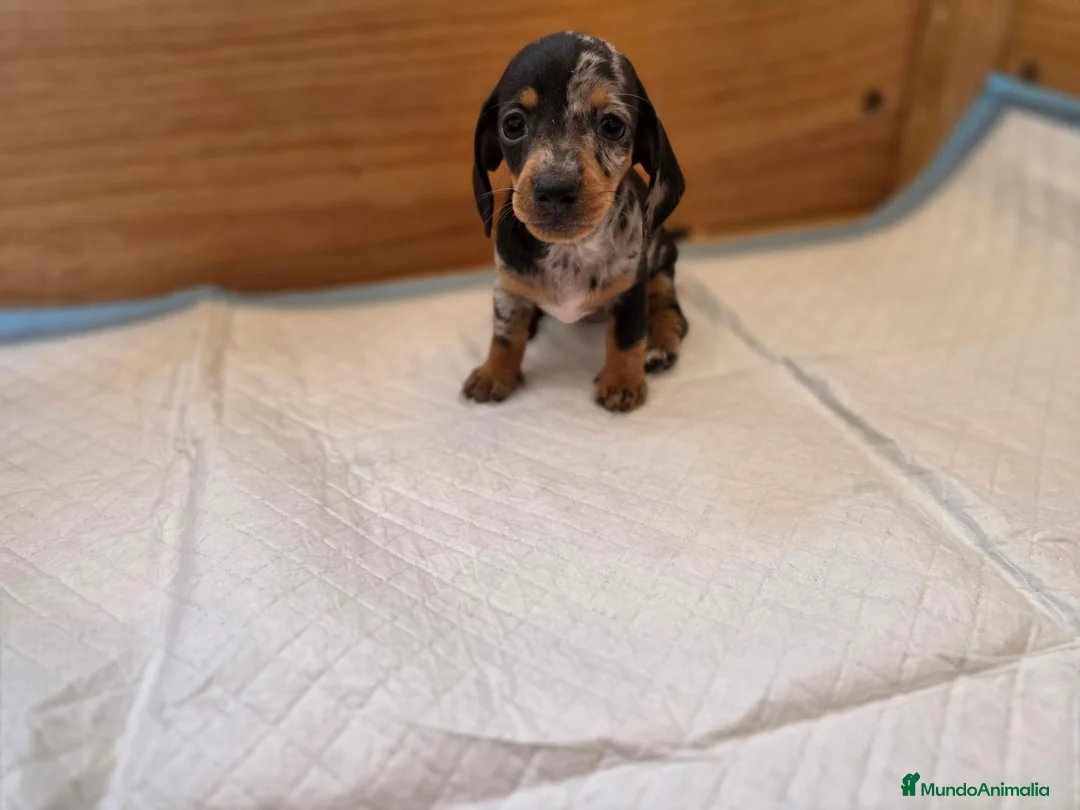 Teckel Miniatura perros en venta: TECKEL KANNINCHEN TRICOLOR - Anuncio 2