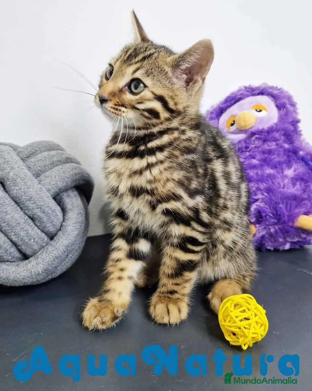 Bengalí gatos en venta: Bengali Macho 1823 AQUANATURA en Barcelona - Anuncio 9