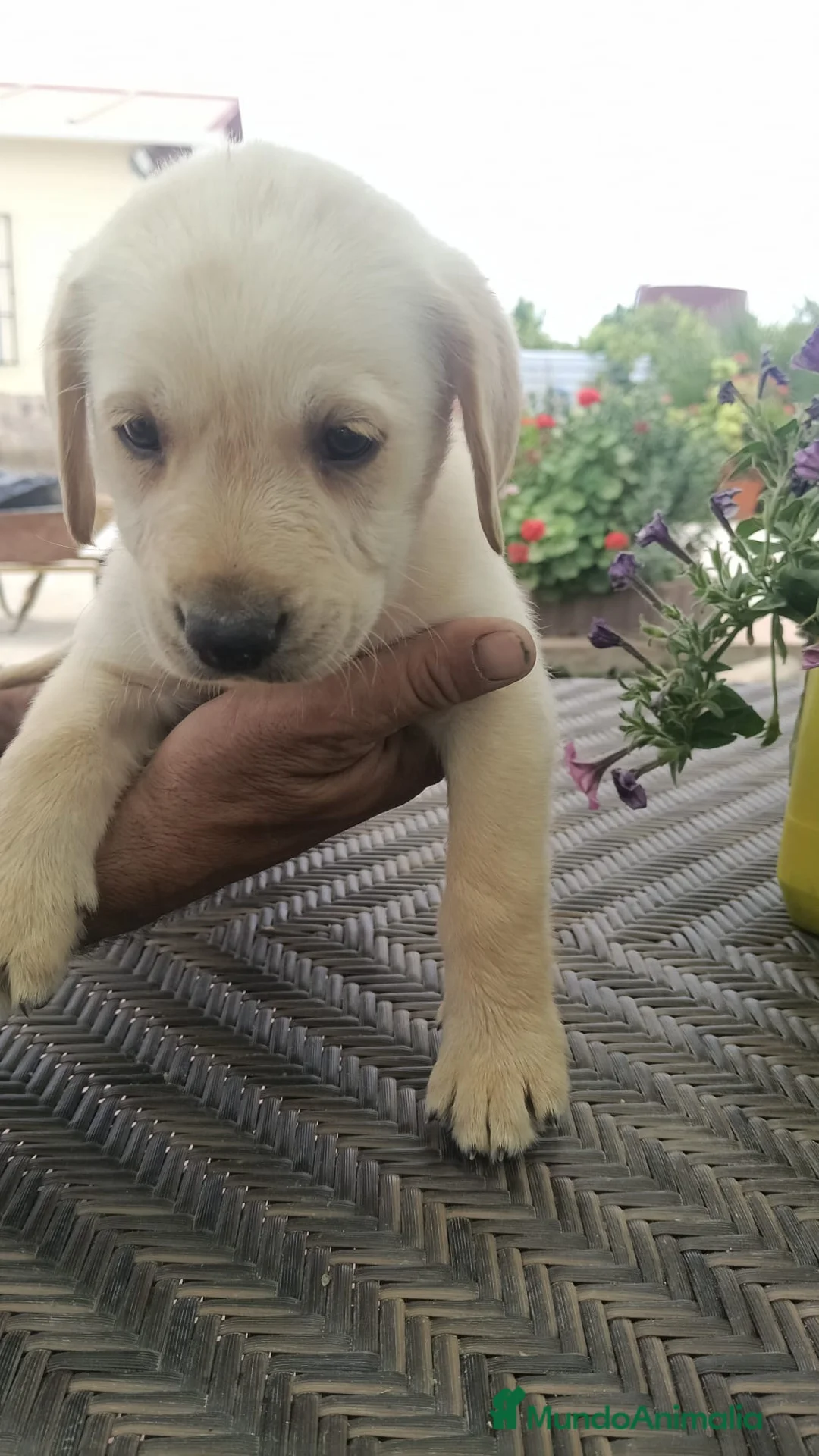 Labrador Retriever perros en venta: Espectacular macho labrador retriever dorado🐶🐾 en Málaga - Anuncio 2