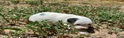 Otras razas perros en venta: Crestados Chinos - Anuncio 2