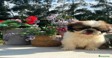 Shih Tzu perros - Propaganda 12