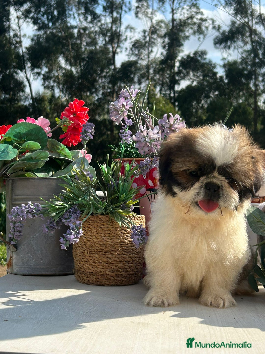 Shih Tzu perros en venta: Último cachorrito de shih tzu. Macho - Imagen 2