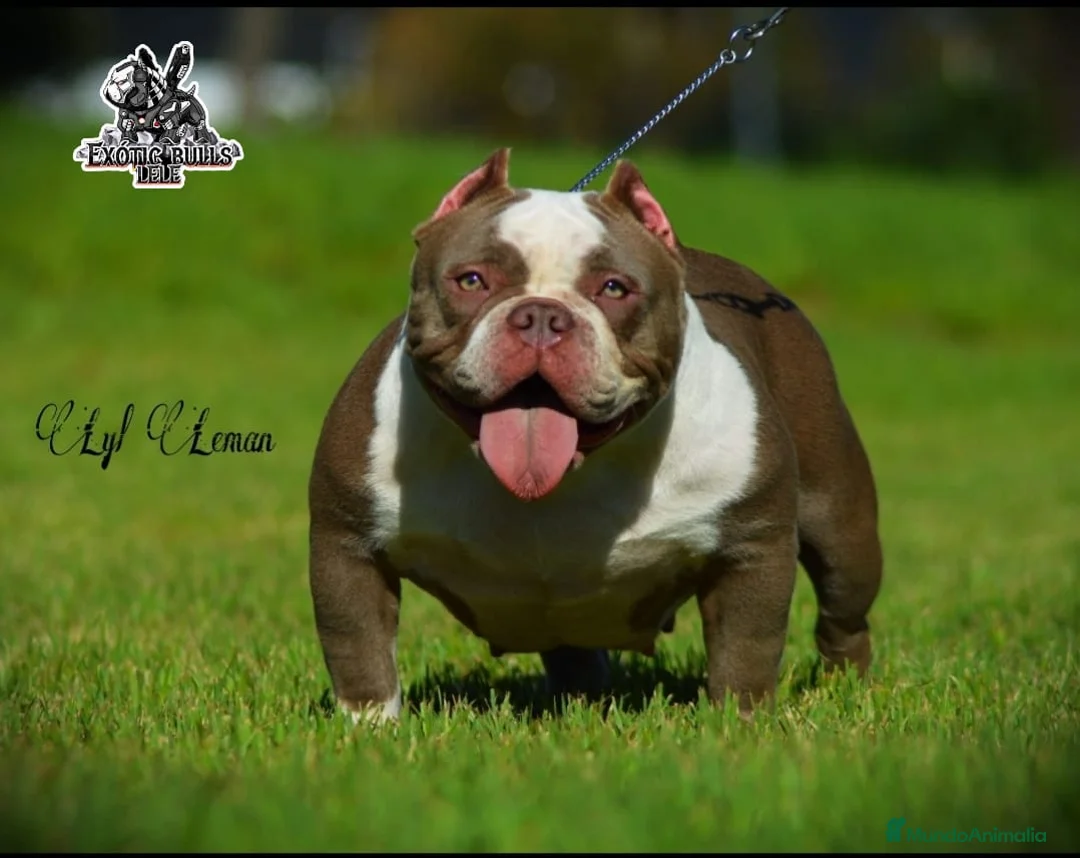 American Bully perros en venta: American bully pocket exóticos  - Anuncio 2