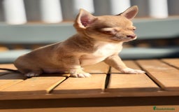 Chihuahua perros en venta: Chihuahua Toy Rusos - Imagen 5