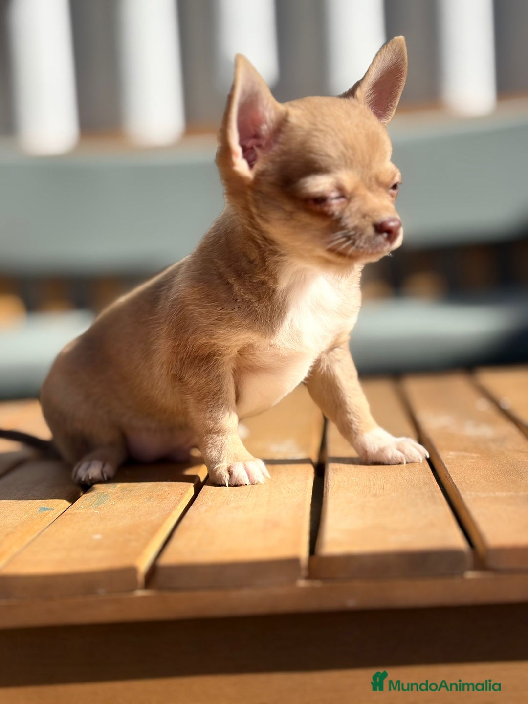 Chihuahua perros en venta: Chihuahua Toy Rusos - Imagen 5