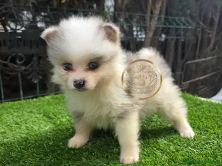 Pomsky perros Pomsky minis ojos azules - Anuncio 2