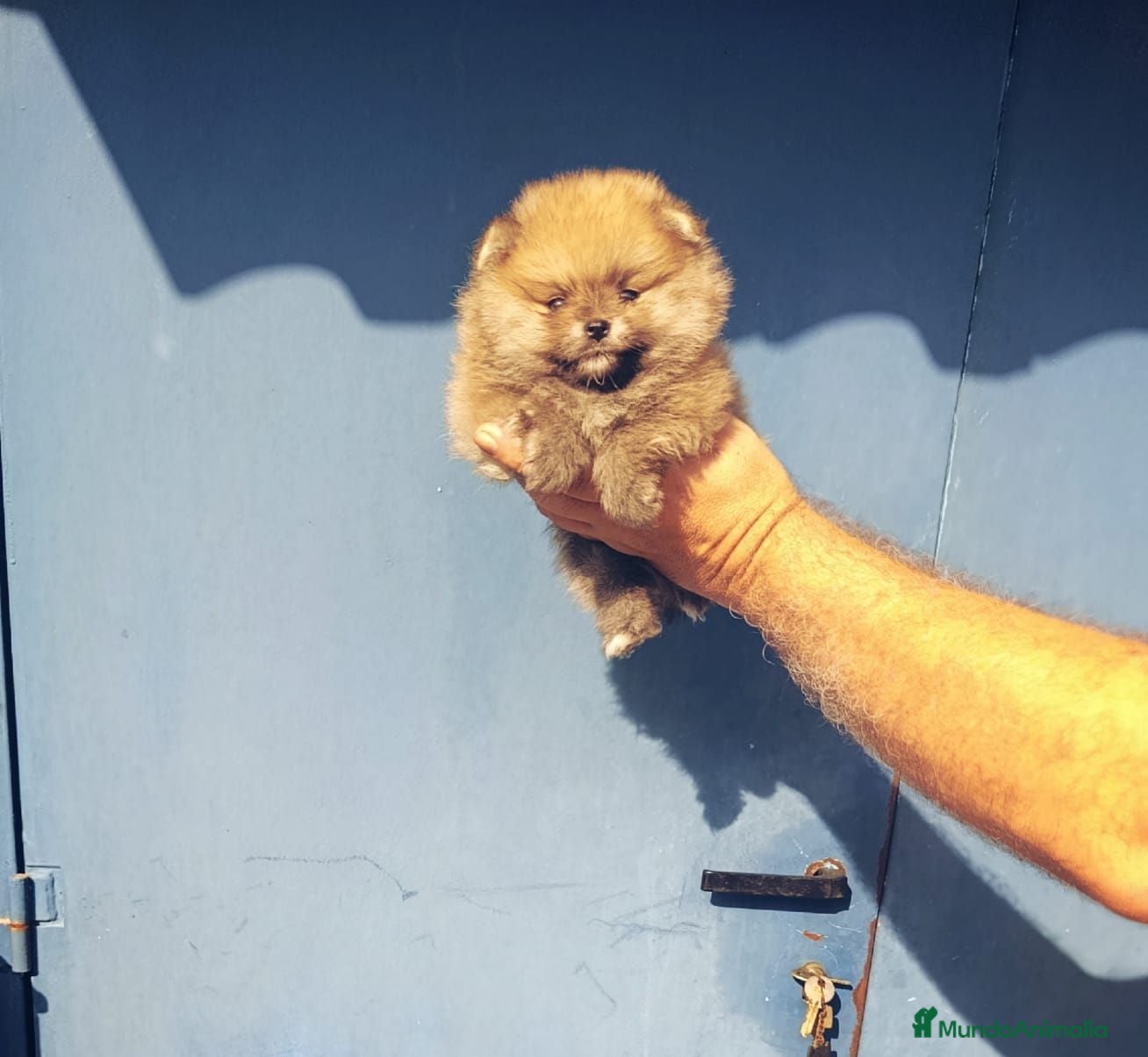 Pomerania perros Disponible pomeranias ositos  - Anuncio 2