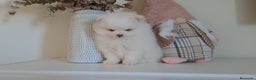 Pomerania perros en venta: Cachorritos Lulu de Pomerania  - Anuncio 1