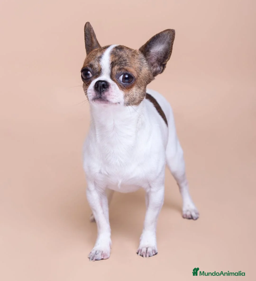 Chihuahua perros en venta: Caraby Chihuahuas en Benidorm  en Alicante - Anuncio 13