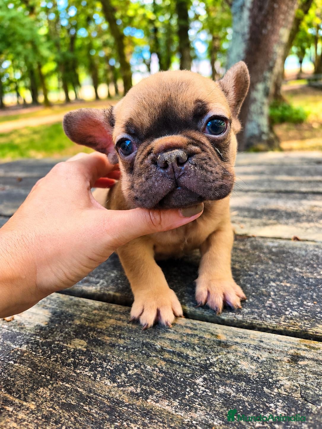 Bulldog Francés perros Bulldog francés chocolate fawn - Anuncio 1