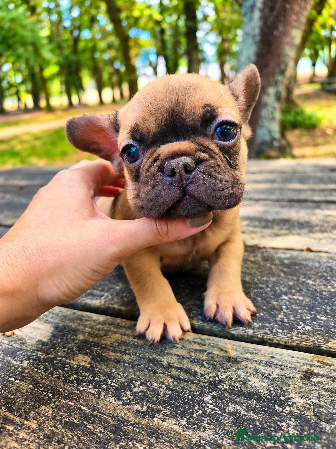 Bulldog Francés perros en venta: Bulldog francés chocolate fawn - Anuncio 1