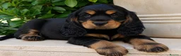 Cocker Spaniel Inglés perros en venta: Cocker inglés  - Anuncio 1