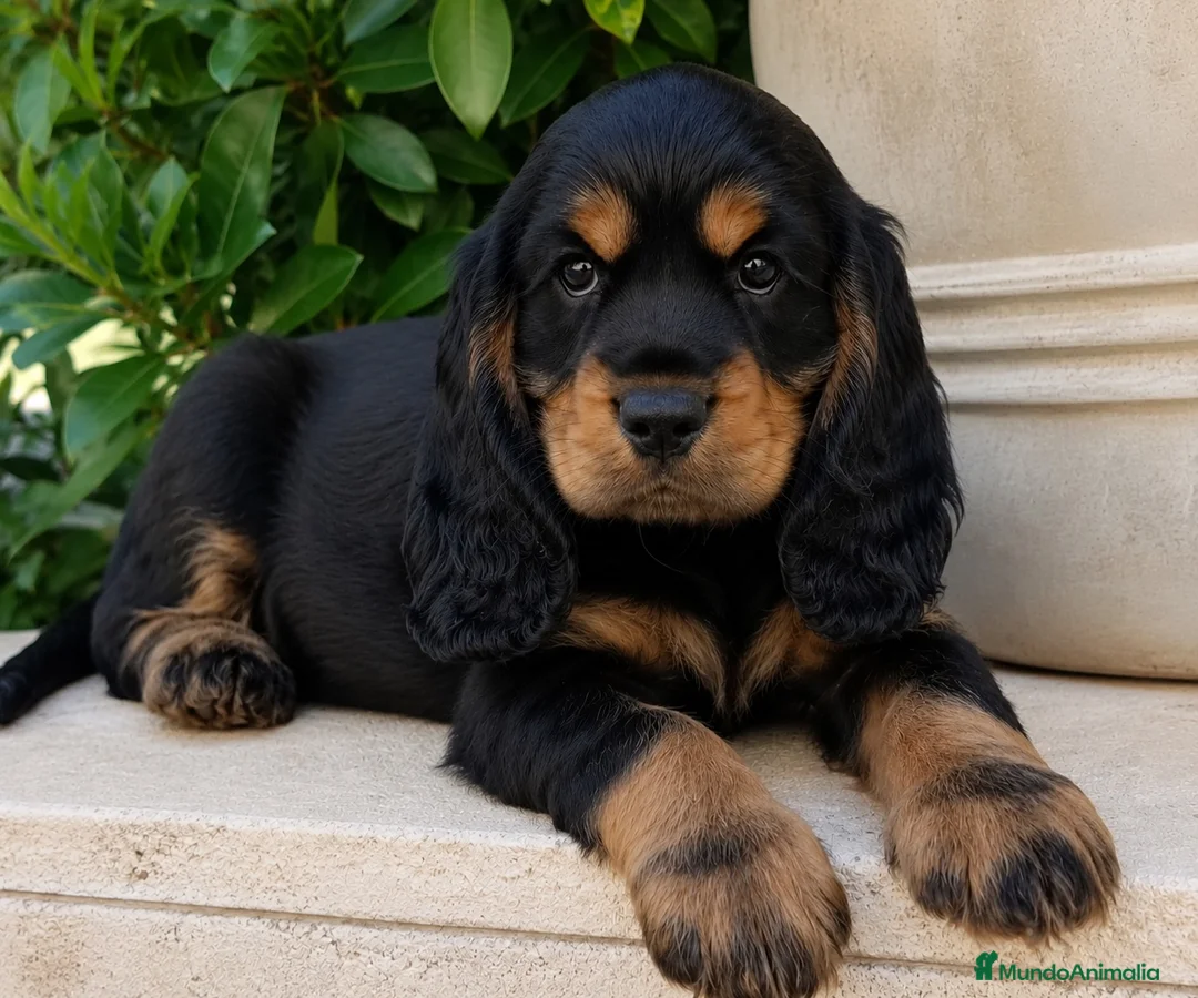 Cocker Spaniel Inglés perros en venta: Cocker inglés  - Anuncio 1