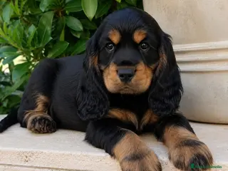 Cocker Spaniel Inglés perros Cocker inglés - Anuncio 1