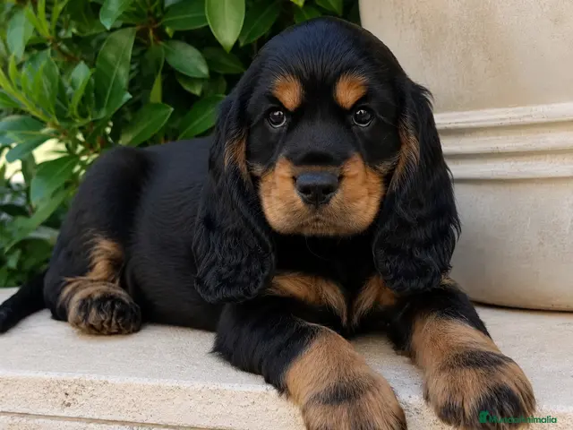 Cocker Spaniel Inglés perros Cocker inglés - Anuncio 6