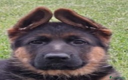 Pastor Alemán perros en venta: Cachorros de pastor alemán  - Imagen 4