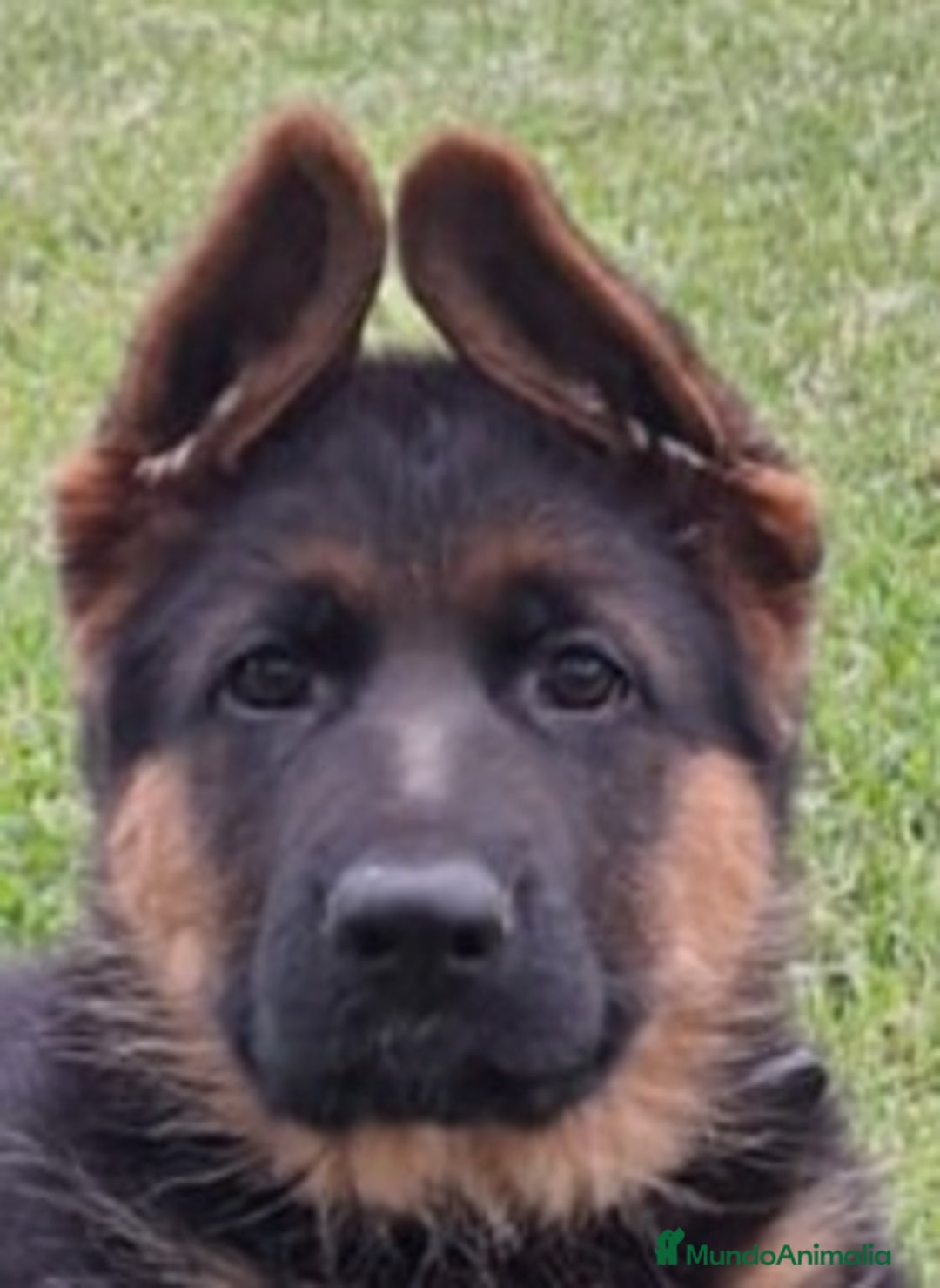 Pastor Alemán perros en venta: Cachorros de pastor alemán  - Imagen 4