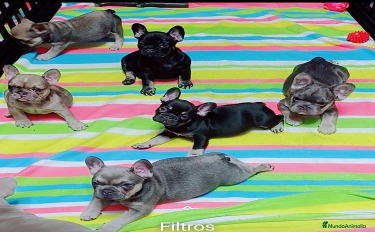 Bulldog Francés perros Bulldog francés minis guapísimos  - Anuncio 1