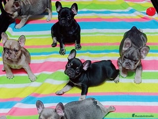 Bulldog Francés perros Bulldog francés minis guapísimos - Anuncio 1