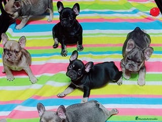 Bulldog Francés perros Bulldog francés minis guapísimos - Anuncio 11