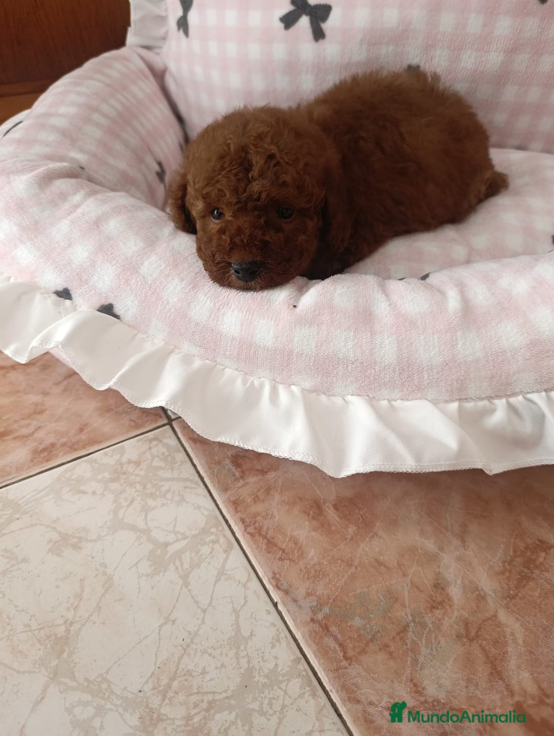 Caniche Enano perros en venta: CANICHE ROJO MACHO EXCLUSIVO - Anuncio 2