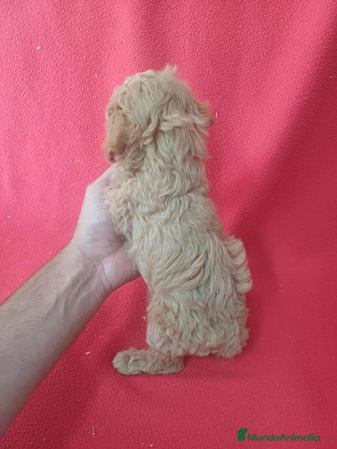 Maltipoo perros en venta: Maltipoo  - Anuncio 3