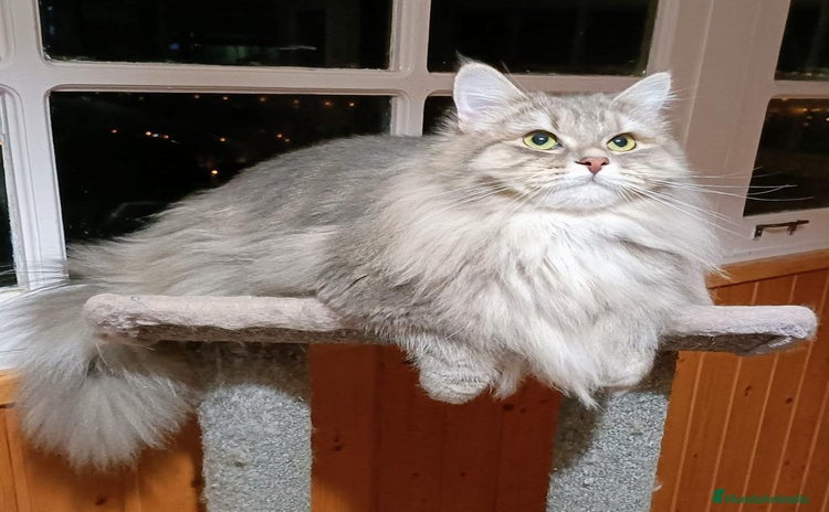 Siberiano gatos - Anuncio 2