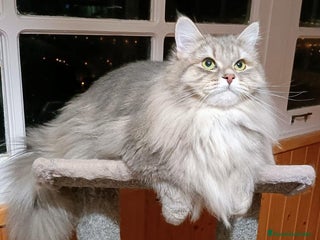 Siberiano gatos - Anuncio 2