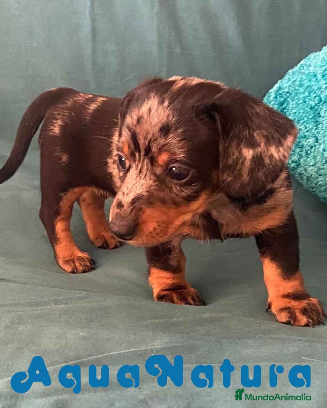 Teckel perros Teckel Hembra de Tita Junior 5844  AQUANATURA en Barcelona - Anuncio 2