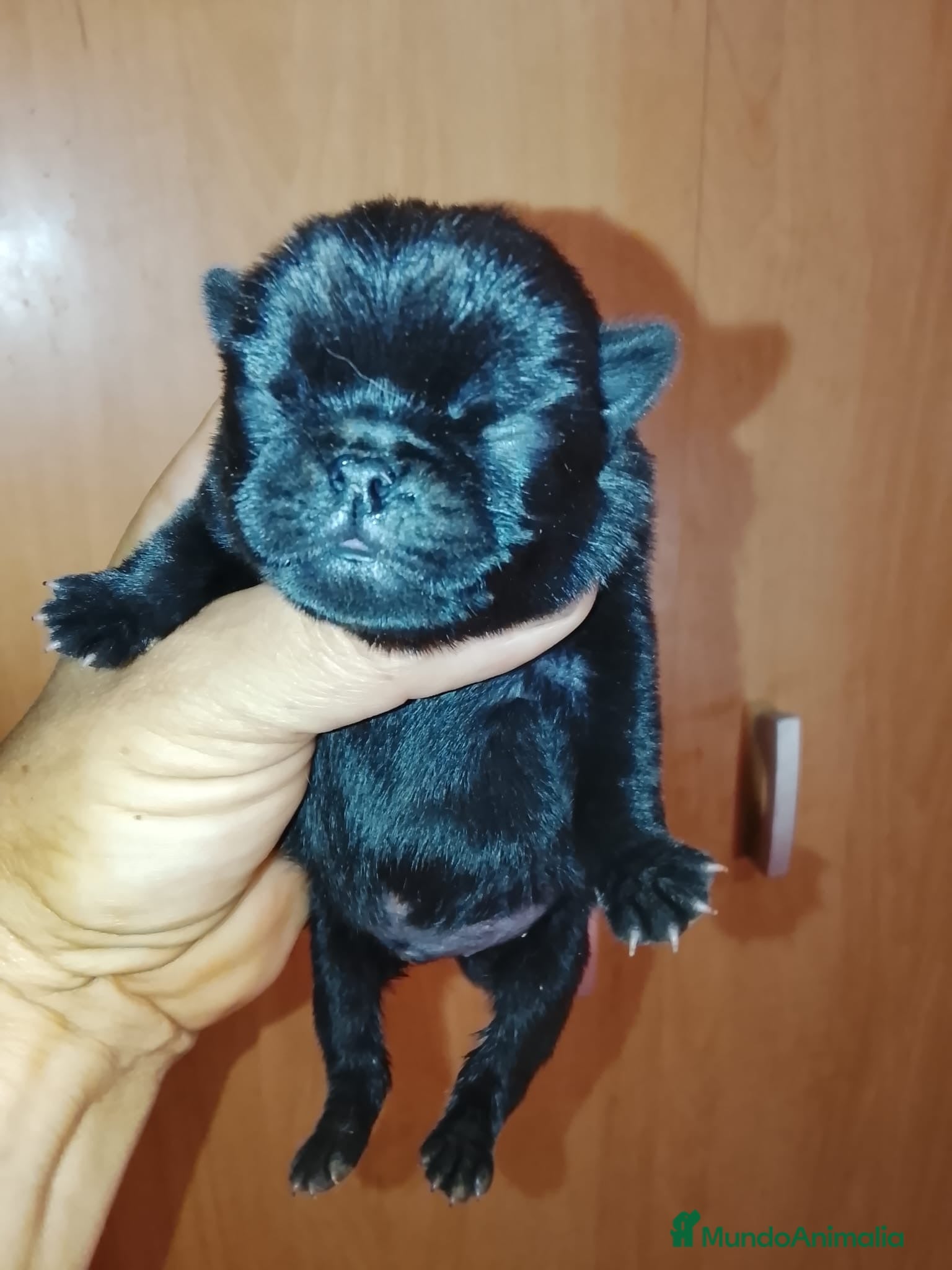 Carlino - Pug perros Precioso macho de carlino 🐾🐶 - Anuncio 2