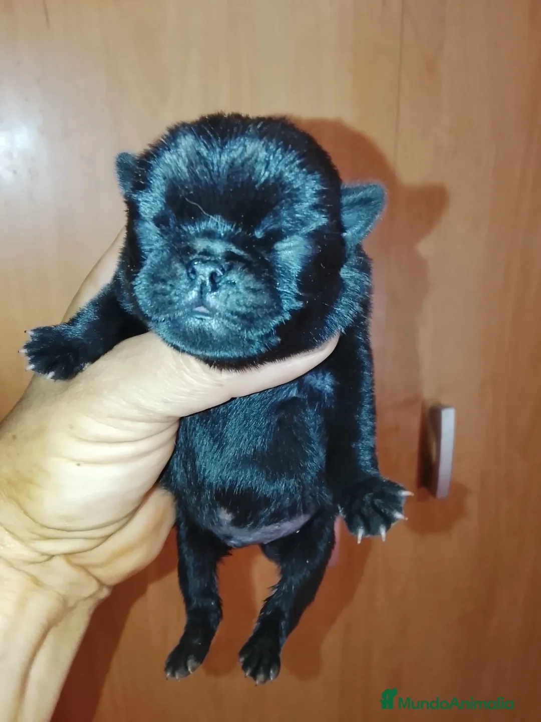 Carlino - Pug perros en venta: Precioso macho de carlino 🐾🐶 - Anuncio 1