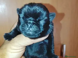 Carlino - Pug perros Precioso macho de carlino 🐾🐶 - Anuncio 2