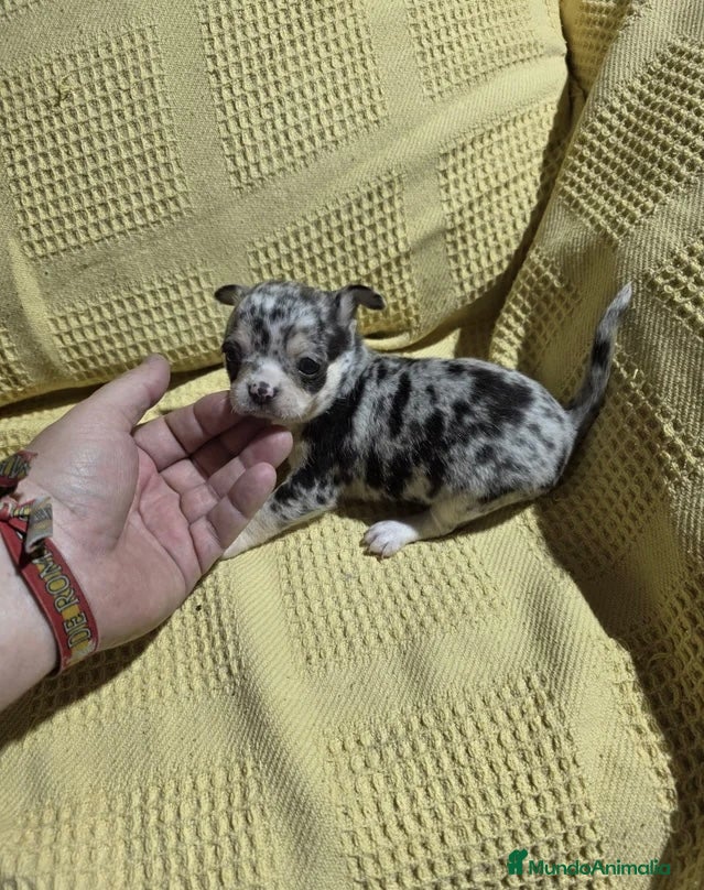 Chihuahua perros Chihuahua macho toy merle🐾🩵 - Anuncio 2