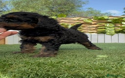 Caniche Toy perros en venta: CANICHE TOY HEMBRA - Imagen 10