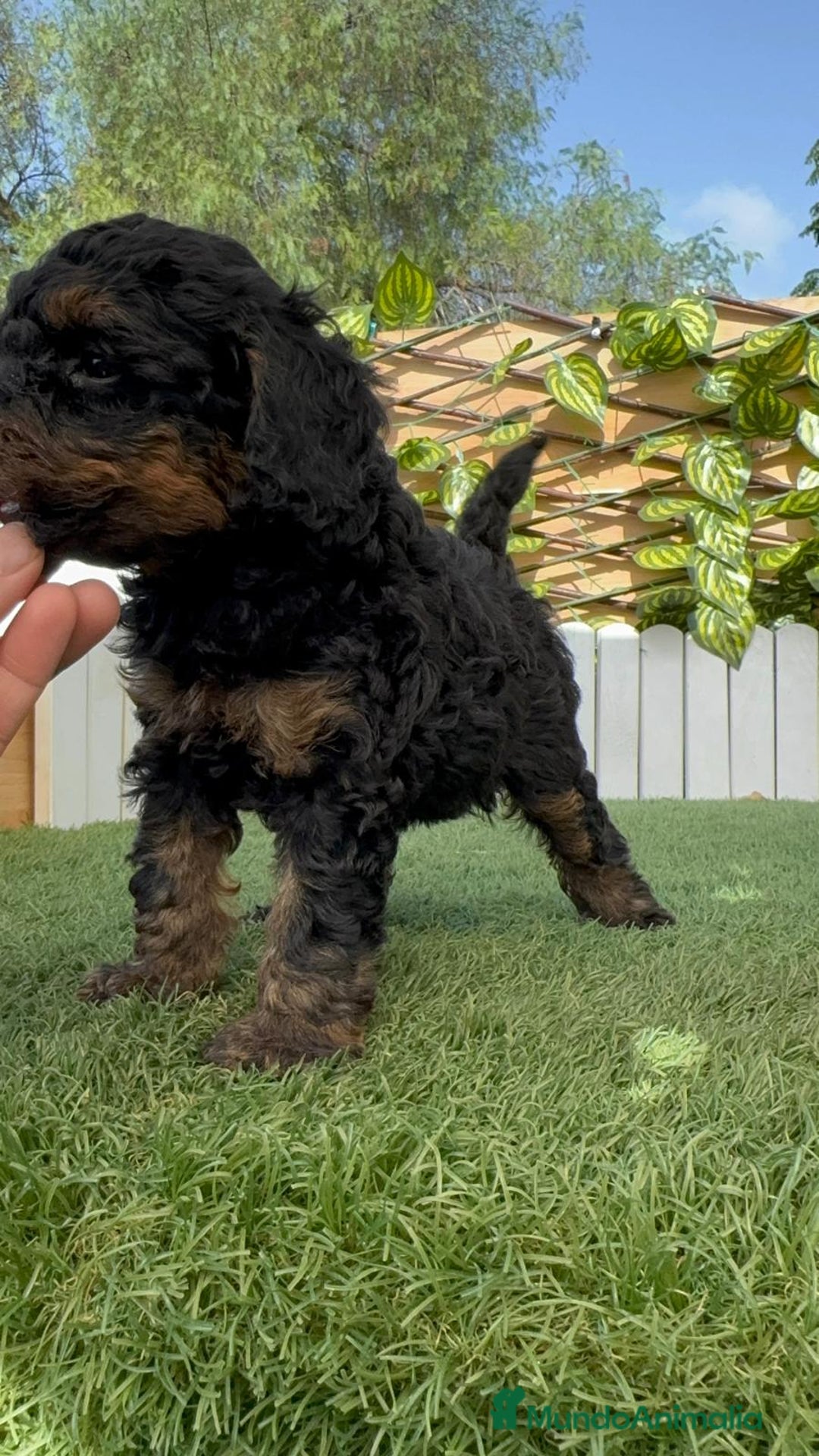 Caniche Toy perros en venta: CANICHE TOY HEMBRA - Imagen 10