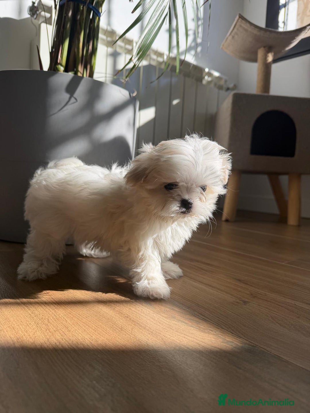 Bichón Maltés perros en venta: Bichón maltes coreano  - Anuncio 2