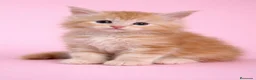 Maine Coon gatos en venta: Hembra de Maine Coon  en Madrid - Anuncio 1