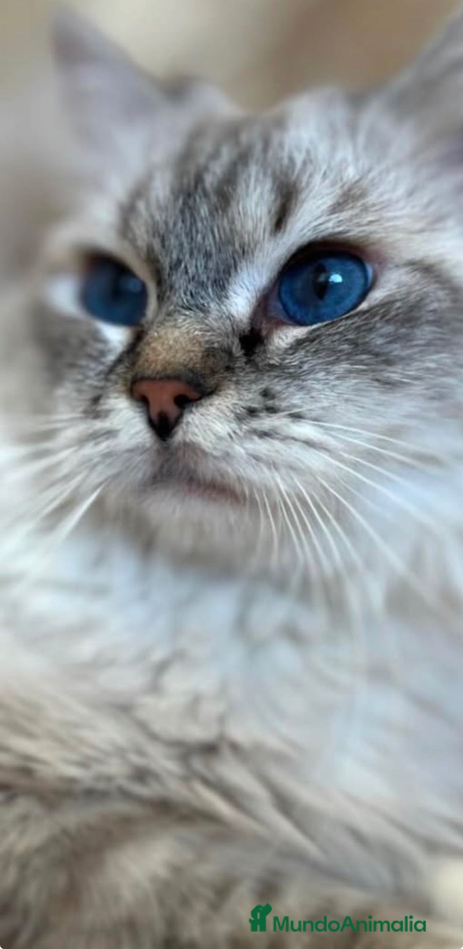 Ragdoll gatos Ragdolls Gordigordolls Próximamente nuevos bebés - Anuncio 2