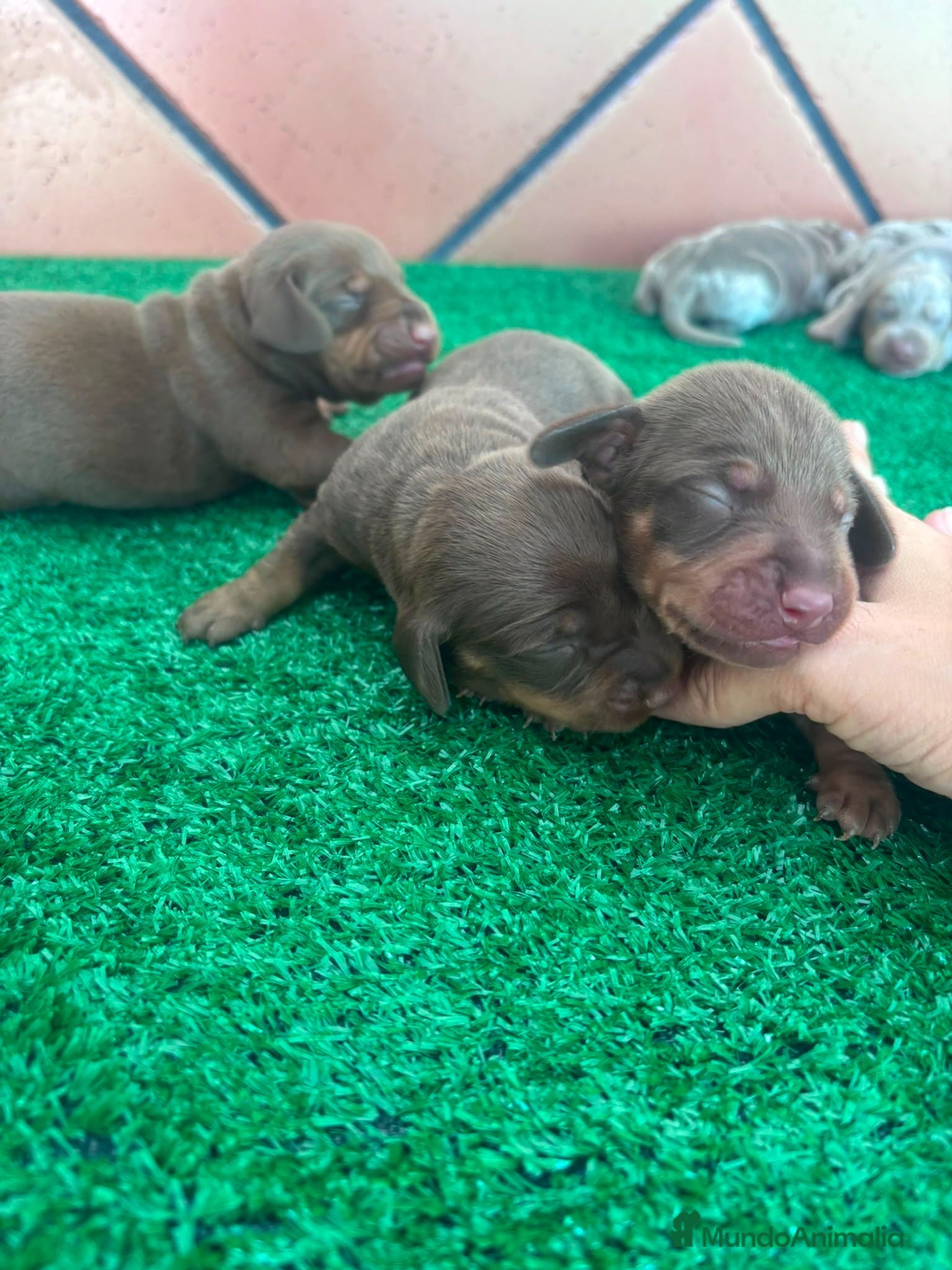 Teckel perros Teckel mini - Anuncio 6
