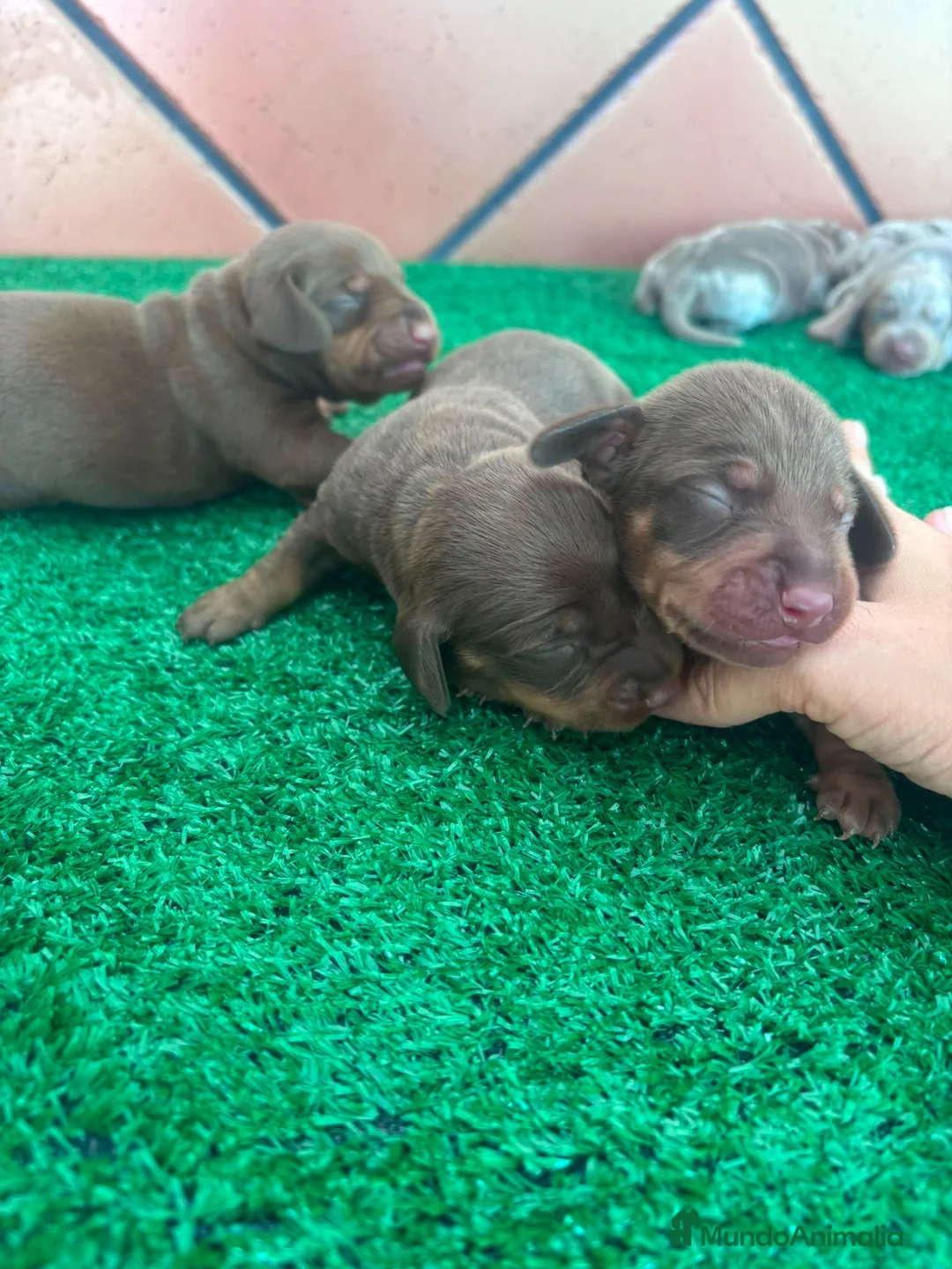 Teckel perros en venta: Teckel mini - Anuncio 2