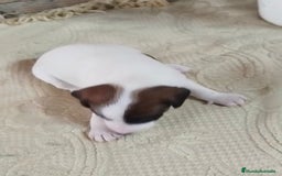 Jack Russell Terrier perros en venta: Jack Russell  - Imagen 9
