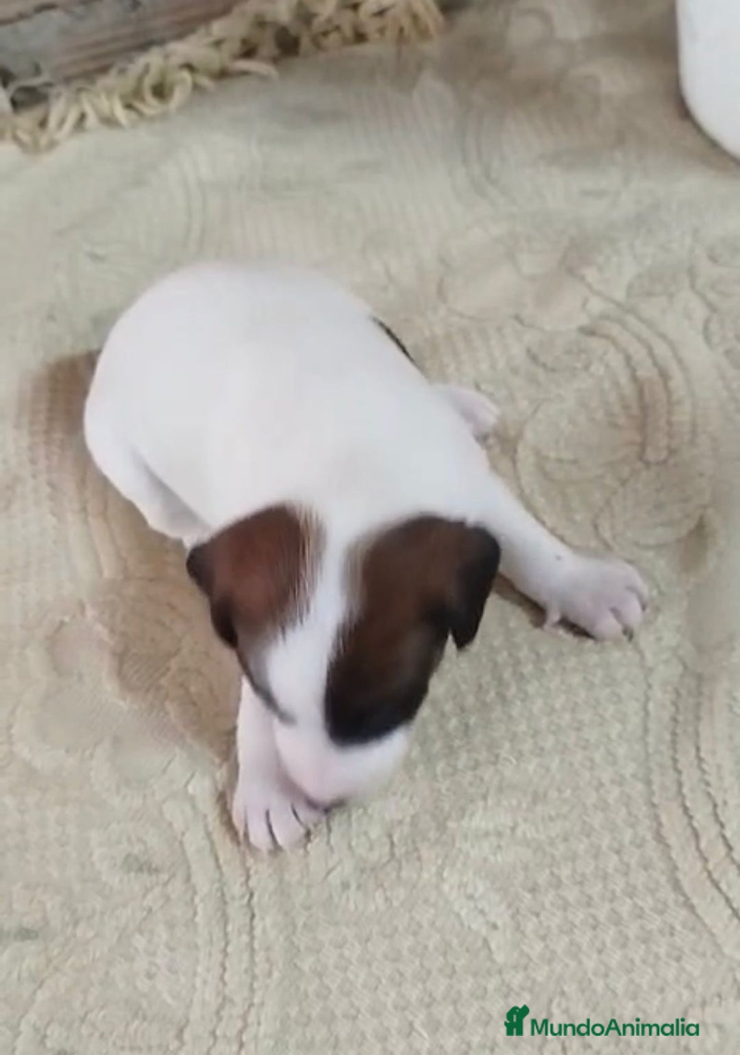 Jack Russell Terrier perros en venta: Jack Russell  - Imagen 9