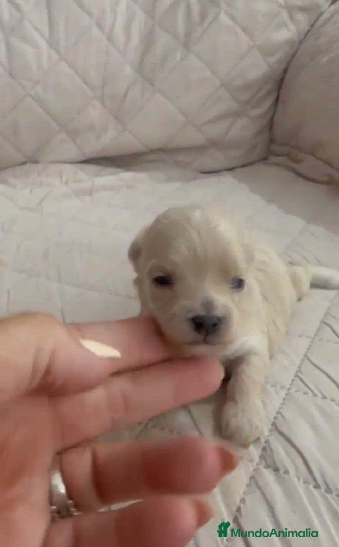 Maltipoo perros Maltipoo hembra  - Anuncio 1