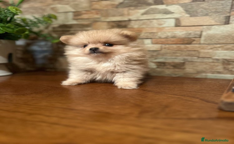 Pomerania perros - Anuncio 9