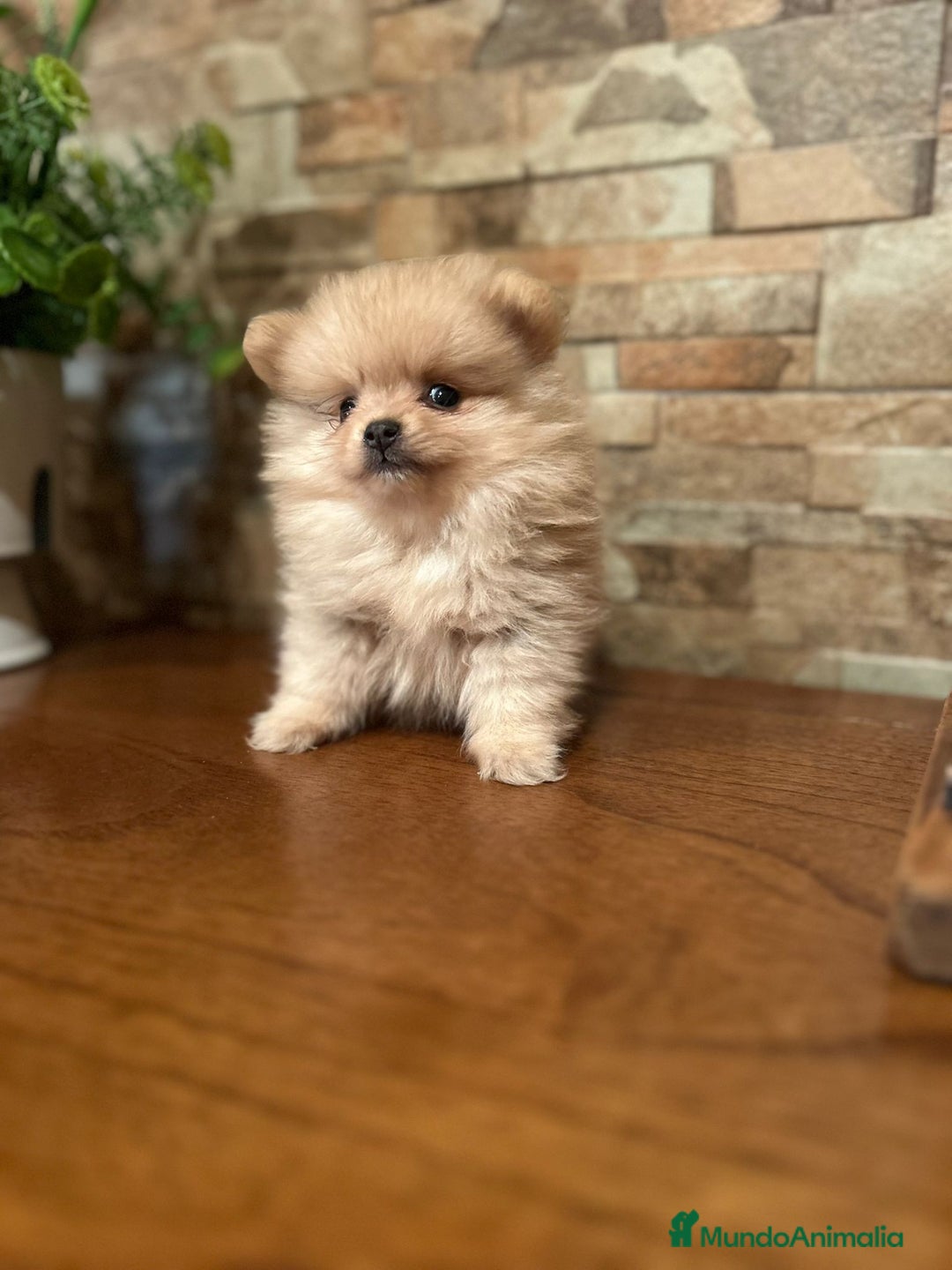 Pomerania perros en venta: CAMADA DE POMERANIA,SE PUEDEN VER,SIN COMPROMISO  - Imagen 1